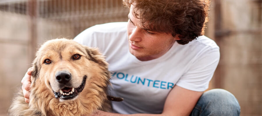 How to Help a Rescue Dog Adjust to a New Home